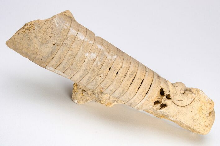 Ordovician Cephalopod (Actinoceras) Fossil - Wisconsin #204192